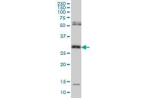 MPG monoclonal antibody (M06), clone 2D2 Western Blot analysis of MPG expression in Hela S3 NE . (MPG anticorps  (AA 1-90))