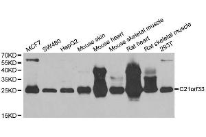 Western blot analysis of extracts of various cell lines, using C21orf33 antibody. (C21orf33 anticorps  (AA 42-268))