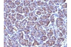 Formalin-fixed, paraffin-embedded human pancreas stained with Golgi antibody (Golgi Complex anticorps)