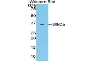 Western Blotting (WB) image for anti-Mitogen-Activated Protein Kinase Kinase 7 (MAP2K7) (AA 113-388) antibody (ABIN1859748) (MAP2K7 anticorps  (AA 113-388))