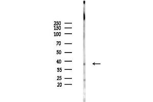 Western blot analysis of lysates from Mouse lung, using OR5I1 Antibody at 1/1000 dilution.