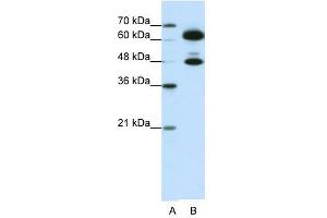 SNRP70 antibody used at 0. (SNRNP70 anticorps)