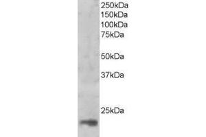 Western Blotting (WB) image for anti-Mago-Nashi Homolog (MAGOH) antibody (ABIN5902981) (MAGOH anticorps)