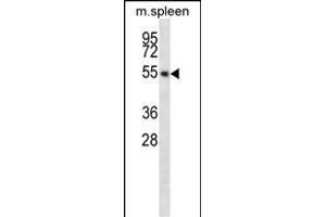 EDG6 Antibody (R23) (ABIN652182 and ABIN2840605) western blot analysis in mouse spleen tissue lysates (35 μg/lane). (S1PR4 anticorps  (N-Term))
