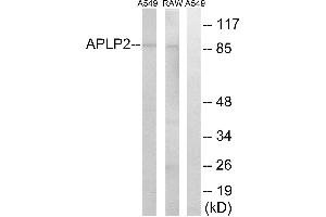 Western blot analysis of extracts from A549 cells and RAW264. (APLP2 anticorps)