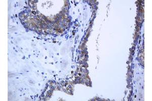 Image no. 2 for anti-Protocadherin 7 (PCDH7) antibody (ABIN1500048) (PCDH7 anticorps)