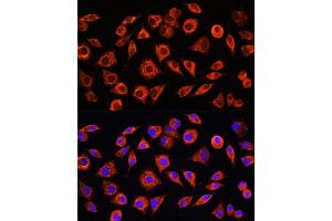 Immunofluorescence analysis of L929 cells using C-Reactive Protein (C-Reactive Protein (CRP)) Rabbit pAb (ABIN3020715, ABIN3020716, ABIN3020717 and ABIN6213688) at dilution of 1:100. (CRP anticorps  (AA 1-224))