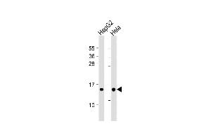 All lanes : Anti-THEM2 Antibody at 1:1000 dilution Lane 1: HepG2 whole cell lysate Lane 2: Hela whole cell lysate Lysates/proteins at 20 μg per lane.
