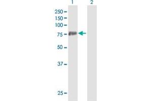 Western Blot analysis of PADI3 expression in transfected 293T cell line by PADI3 MaxPab polyclonal antibody.