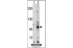 Western blot analysis of EPHA7 using EphA7 Antibody using 293 cell lysates (2 ug/lane) either nontransfected (Lane 1) or transiently transfected with the EPHA7 gene (Lane 2). (EPH Receptor A7 anticorps  (C-Term))