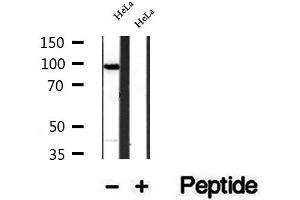 Western blot analysis of extracts of HeLa cells, using SECISBP2 antibody. (SECISBP2 anticorps  (Internal Region))