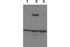Image no. 1 for anti-Protein Phosphatase 1, Regulatory Subunit 13B (PPP1R13B) (Internal Region) antibody (ABIN401394) (PPP1R13B anticorps  (Internal Region))