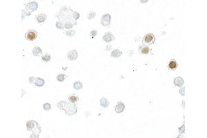 Immunocytochemistry (ICC) image for anti-DYKDDDDK Tag (Cleavage Site) antibody (ABIN7453373) (Recombinant DYKDDDDK Tag anticorps  (Cleavage Site))
