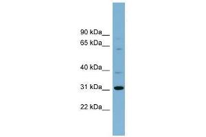 C22orf31 antibody used at 0. (C22orf31 anticorps  (N-Term))