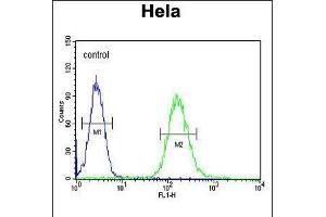 Flow cytometric analysis of Hela cells (right histogram) compared to a negative control cell (left histogram). (Clathrin Heavy Chain (CLTC) (AA 1019-1048) anticorps)
