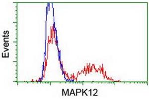 Flow Cytometry (FACS) image for anti-Mitogen-Activated Protein Kinase 12 (MAPK12) antibody (ABIN1499306) (MAPK12 anticorps)
