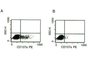 CD107a surface expression on activated NK cells: IL-2 activated NK are cultured 4 hours on coated anti-NKp46 monoclonal antibody (A) or on IgG2a isotypic control (B). (NCR1 anticorps)