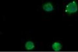 Image no. 2 for anti-Mdm4-binding Protein (MDM4) antibody (ABIN1499353) (MDM4-binding Protein anticorps)