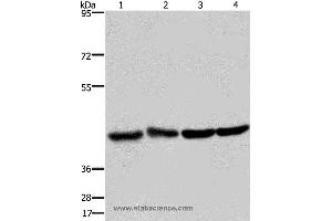 Western blot analysis of Human fetal liver and brain tissue, 293T and Hela cell, using DRG1 Polyclonal Antibody at dilution of 1:350 (DRG1 anticorps)