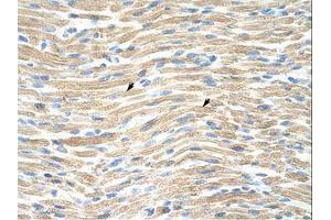 Image no. 1 for anti-LIM Homeobox Transcription Factor 1, alpha (LMX1A) (AA 244-293) antibody (ABIN203096)