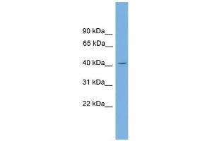 WB Suggested Anti-Gata5 Antibody Titration:  0. (GATA5 anticorps  (N-Term))