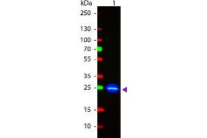 Western Blot of Goat anti-GFP Fluorescein Conjugated Antibody.