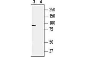Western blot analysis of rat DRG lysates: - 3.