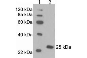 Western Blotting (WB) image for anti-Peroxiredoxin 6 (PRDX6) antibody (ABIN2576847) (Peroxiredoxin 6 anticorps)