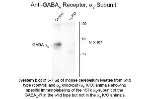 Western Blot of Anti-GABA(A) Receptor alpha 6 (Rabbit) Antibody - 600-401-D48 Western Blot of Rabbit anti-GABA(A) Receptor alpha 6 antibody. (GABRA6 anticorps  (Cytoplasmic Loop))