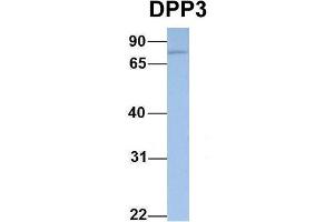 Host:  Rabbit  Target Name:  DPP3  Sample Type:  721_B  Antibody Dilution:  1.