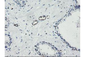 Image no. 1 for anti-Platelet/endothelial Cell Adhesion Molecule (PECAM1) antibody (ABIN1497242) (CD31 anticorps)