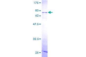 Image no. 1 for RNA Binding Motif, Single Stranded Interacting Protein 1 (RBMS1) (AA 1-403) protein (GST tag) (ABIN1317633)