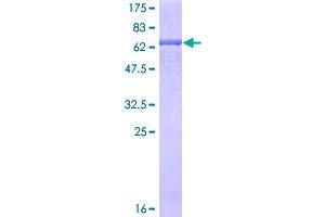 Image no. 1 for CD34 (CD34) (AA 1-328) protein (GST tag) (ABIN1348617)