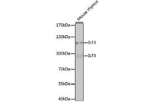 Western blot analysis of extracts of mouse thymus, using ILF3 antibody. (Interleukin enhancer-binding factor 3 (ILF3) (AA 1-270) anticorps)