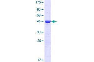 Image no. 1 for Ropporin, Rhophilin Associated Protein 1B (ROPN1B) (AA 1-212) protein (GST tag) (ABIN1318446)