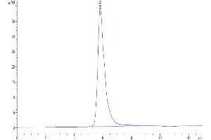 The purity of Human IL-13Ra2 is greater than 95 % as determined by SEC-HPLC.