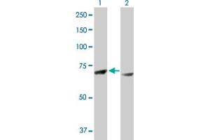 Western Blot analysis of RPS6KA3 expression in transfected 293T cell line by RPS6KA3 MaxPab polyclonal antibody. (RPS6KA3 anticorps  (AA 1-740))