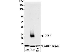 Western Blotting (WB) image for anti-Killer Cell Lectin-Like Receptor Subfamily D, Member 1 (KLRD1) (AA 32-179) antibody (ABIN7795660)