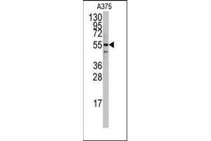 Western blot analysis of anti-PTRF Antibody (N-term) in A375 cell line lysates (35ug/lane).