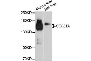 Western blot analysis of extracts of mouse liver and rat liver cell lines, using SEC31A antibody. (SEC31A anticorps)