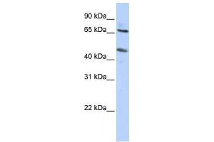 SLC26A10 antibody used at 0.