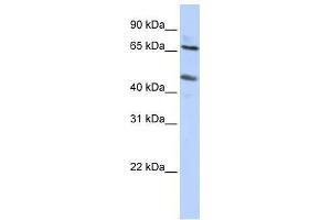 SLC26A10 antibody used at 0. (SLC26A10 anticorps  (N-Term))