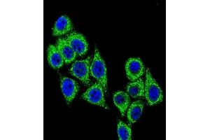 Confocal immunofluorescent analysis of CD38 Antibody (C-term) (ABIN389405 and ABIN2839493) with Hela cell followed by Alexa Fluor® 488-conjugated goat anti-rabbit lgG (green). (CD38 anticorps  (C-Term))