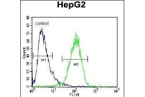 HEXA Antibody (Center) (ABIN652263 and ABIN2841133) flow cytometric analysis of HepG2 cells (right histogram) compared to a negative control cell (left histogram). (Hexosaminidase A anticorps  (AA 315-343))
