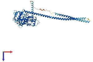AlphaFold protein structure predicition of Mouse Recombinant Nf2 Protein, UniprotID P46662