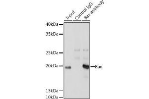 Immunofluorescence analysis of A-549 using [KO Validated] Bax Rabbit mAb (ABIN7265855) at dilution of 1:200 (40x lens). (BAX anticorps)