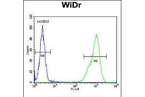 Flow cytometric analysis of WiDr cells (right histogram) compared to a negative control cell (left histogram).