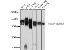 Western blot analysis of extracts of various cell lines, using Integrin-β1/CD29 antibody (ABIN7267926) at 1:1000 dilution. (ITGB1 anticorps)