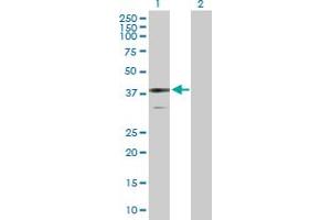 Western Blot analysis of BDH1 expression in transfected 293T cell line by BDH1 MaxPab polyclonal antibody. (BDH1 anticorps  (AA 1-343))