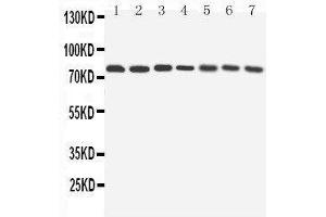 Western Blotting (WB) image for anti-ATG7 Autophagy Related 7 (ATG7) (AA 652-669), (C-Term) antibody (ABIN3042570) (ATG7 anticorps  (C-Term))